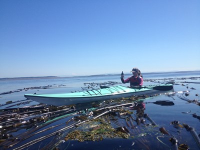 Emily Bishop testing kelp protocol
