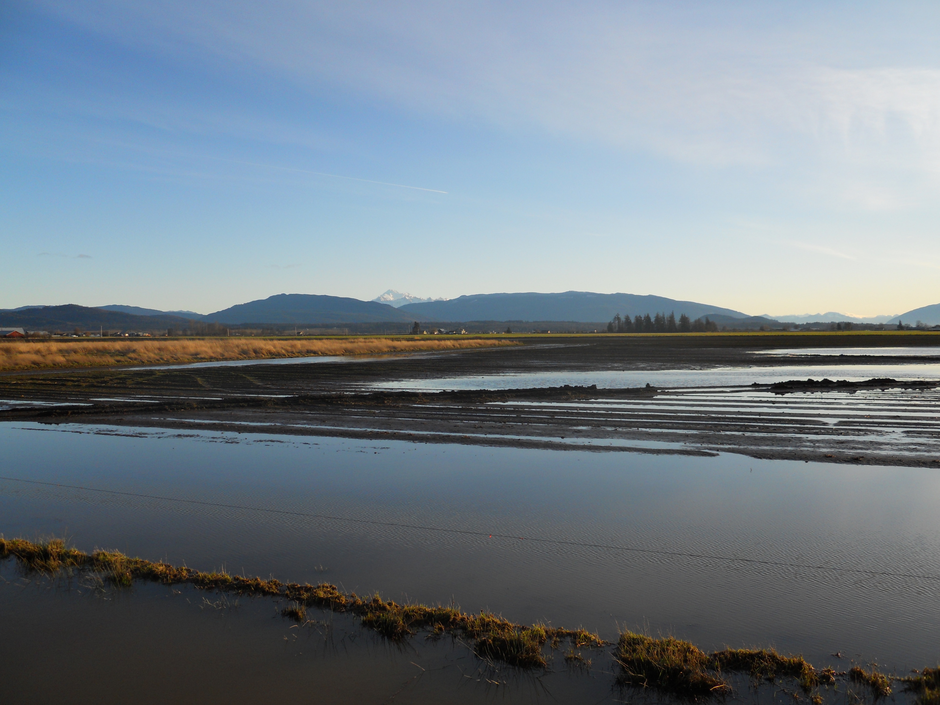 shoreline shots Skagit jan 10 021.jpg