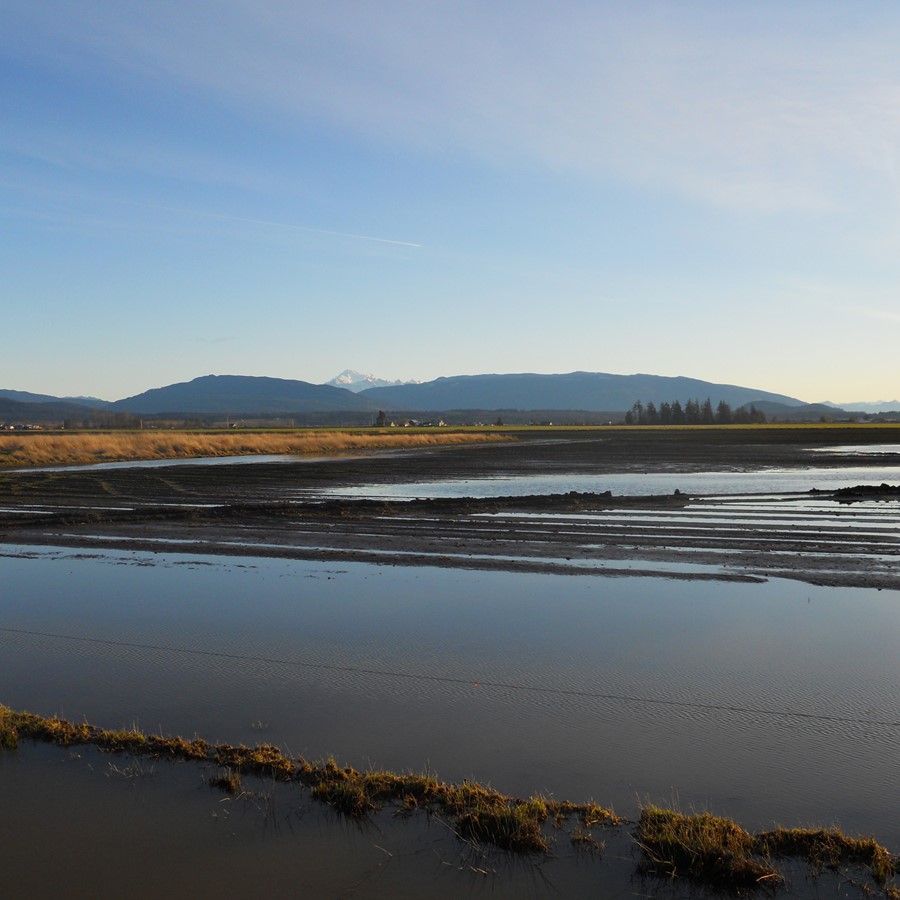 shoreline shots Skagit jan 10 021.jpg
