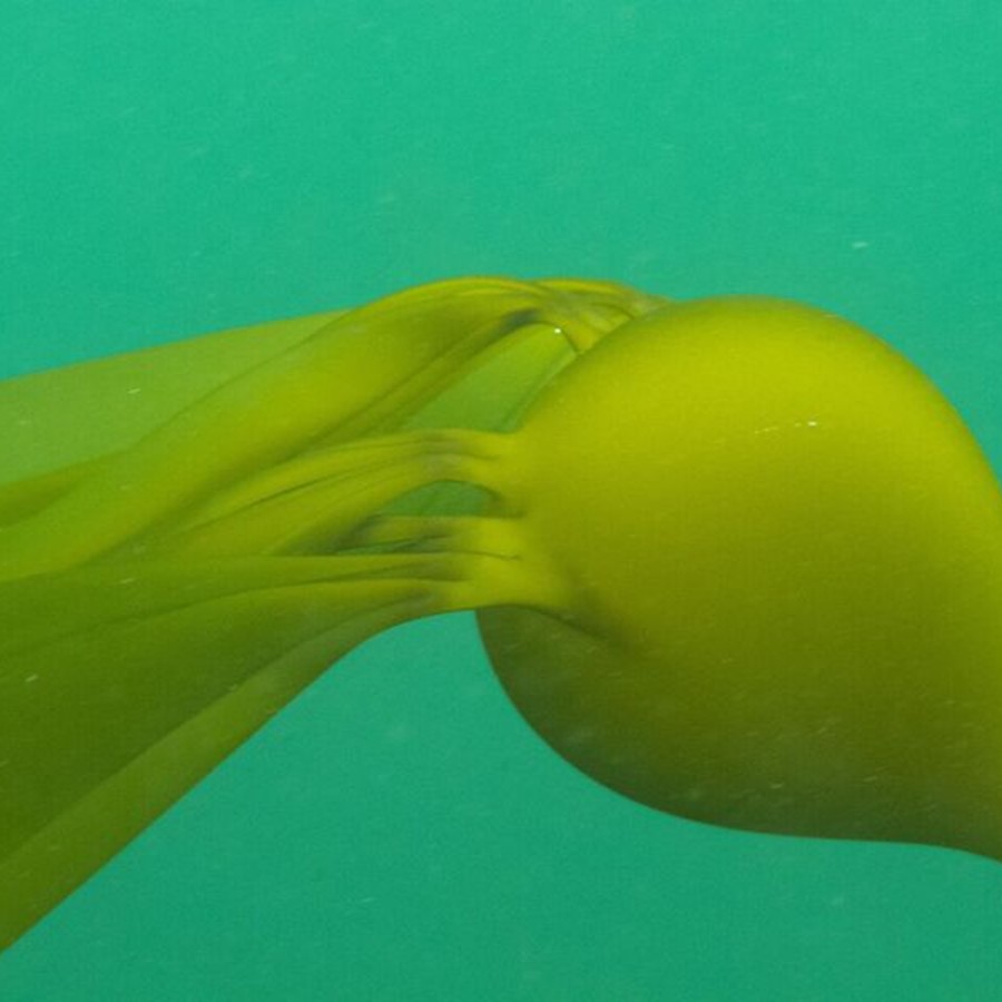 bull kelp.jpg