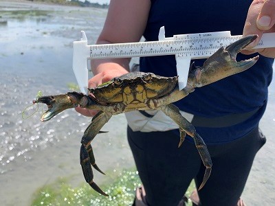European green crab being measured in Drayton Harbor, Blaine WA