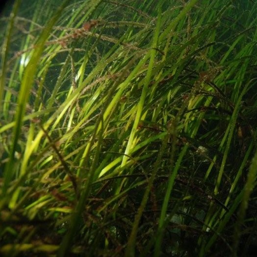 Eelgrass2_JRamaglia.jpg