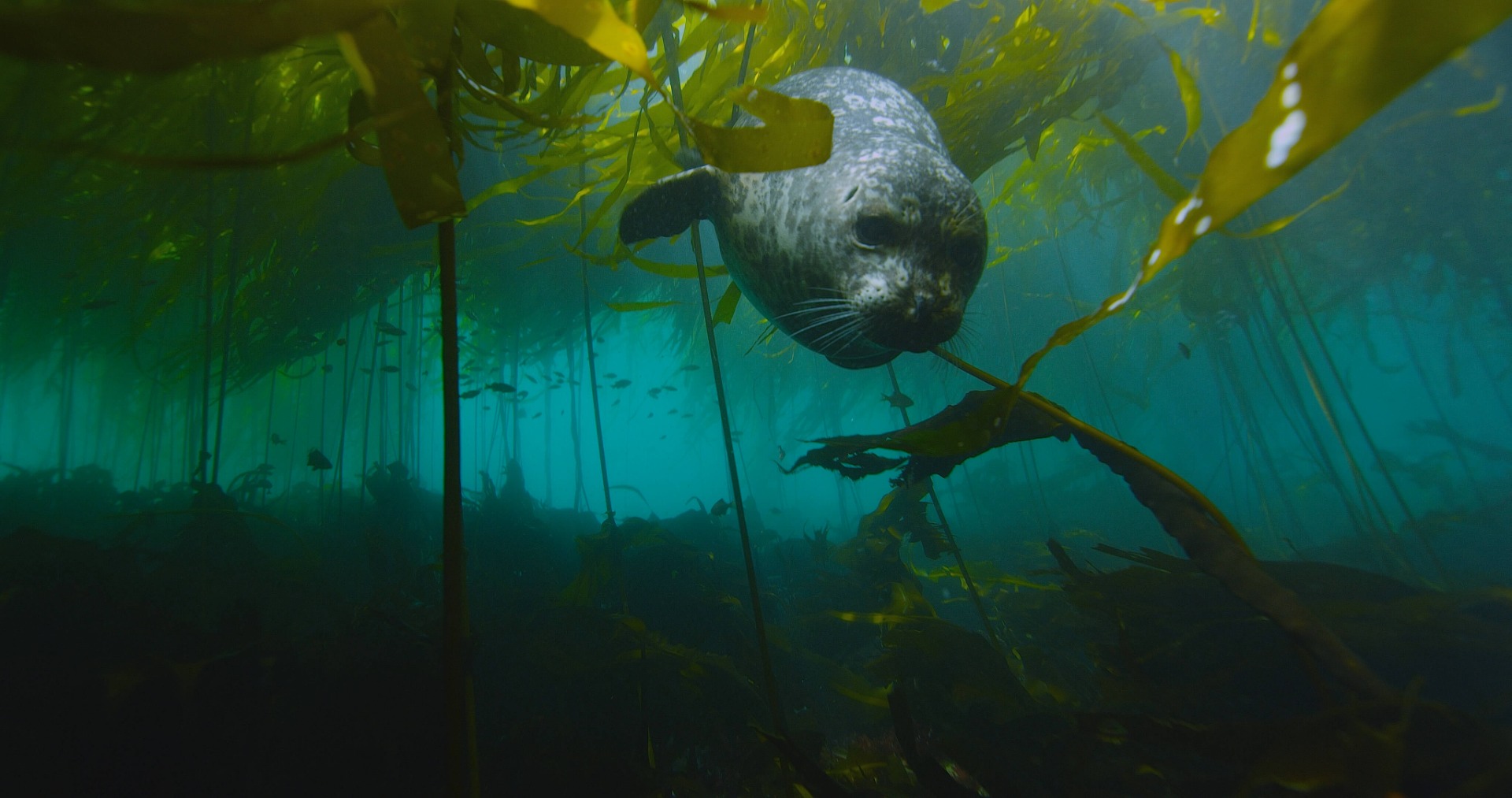 Harbor Seal web Florian Graner.jpg