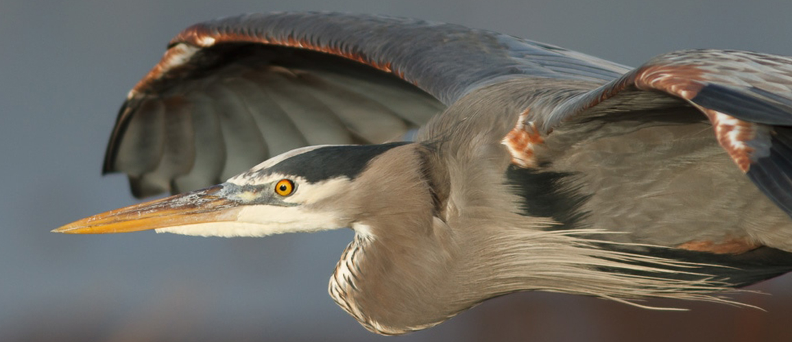 Heron Photo